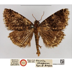 /filer/webapps/moths/media/images/P/phaeocroa_Ozarba_HT_NHMUK.jpg