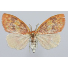 /filer/webapps/moths/media/images/F/flavescens_Stenaroa_AF_Golovizina.jpg