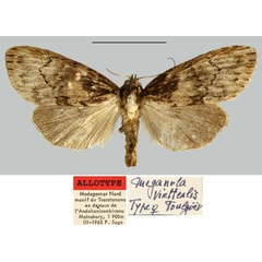 /filer/webapps/moths/media/images/V/viettealis_Meganola_AT_MNHN.jpg