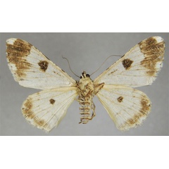 /filer/webapps/moths/media/images/F/fernandi_Cleora_HT_ZSMb.jpg