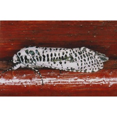 /filer/webapps/moths/media/images/L/leopardina_Azygophleps_A_Roland_01.jpg