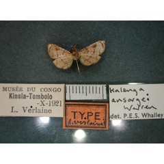 /filer/webapps/moths/media/images/A/ansorgei_Kalenga_A_RMCA_02.jpg