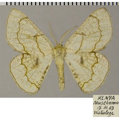 /filer/webapps/moths/media/images/O/ochrea_Cacochloris_AM_ZSM_02.jpg