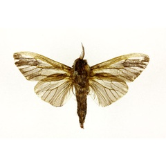 /filer/webapps/moths/media/images/M/moddermanni_Eumeta_A_RMCA.jpg