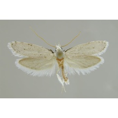 /filer/webapps/moths/media/images/V/vanbiljoni_Rooiklipia_PTM_MfN.jpg