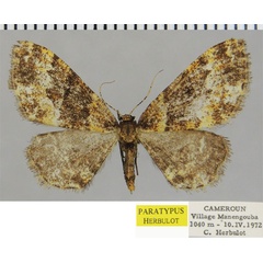 /filer/webapps/moths/media/images/Q/quaerenda_Hypomecis_PTF_ZSM.jpg