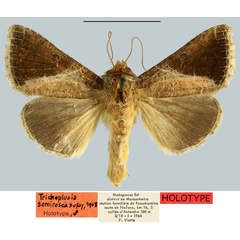 /filer/webapps/moths/media/images/S/semirosea_Plusia_HT_MNHN.jpg