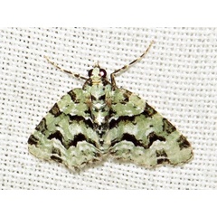/filer/webapps/moths/media/images/B/bryophilaria_Piercia_A_Braun.jpg