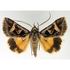 /filer/webapps/moths/media/images/D/decaryi_Cerocala_AM_Aulombard.jpg