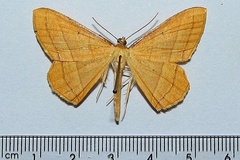 Melinoessa fulvescens