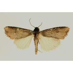 /filer/webapps/moths/media/images/I/interstriata_Micragrotis_AM_RMCA.jpg