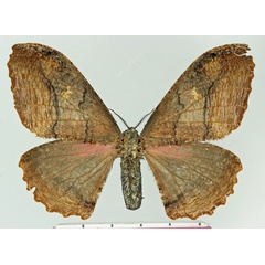 /filer/webapps/moths/media/images/F/flammostriata_Micragone_AF_Basquin.jpg