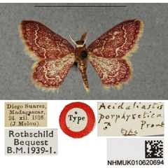 /filer/webapps/moths/media/images/P/porphyretica_Acidaliastis_HT_BMNH.jpg