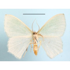 /filer/webapps/moths/media/images/C/centralis_Prasinocyma_A_MGCLb_01.JPG