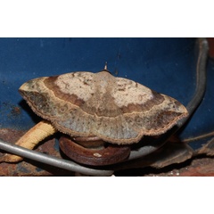 /filer/webapps/moths/media/images/M/marchalii_Maxera_A_Roland_01.jpg