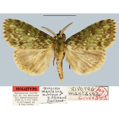 /filer/webapps/moths/media/images/M/mantasoa_Rivotra_HT_MNHN.jpg