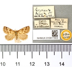 /filer/webapps/moths/media/images/T/tamsi_Paryphanta_PT_BMNH.jpg