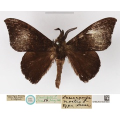 /filer/webapps/moths/media/images/N/noctis_Lasiocampa_HT_NHMUK.jpg