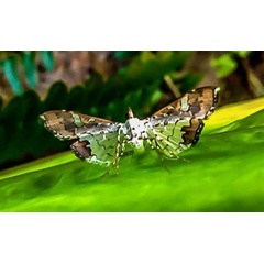 /filer/webapps/moths/media/images/V/vitrata_Maruca_A_Pasquasy_02.jpg