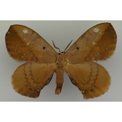 /filer/webapps/moths/media/images/S/sigyna_Stenoglene_AF_Basquin_03.jpg