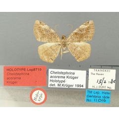 /filer/webapps/moths/media/images/A/acorema_Chelotephrina_HT_TMSA.jpg