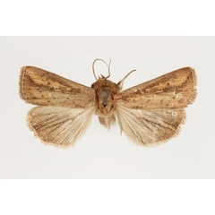 /filer/webapps/moths/media/images/I/infrargyrea_Aletia_AM_RMCA_01.jpg