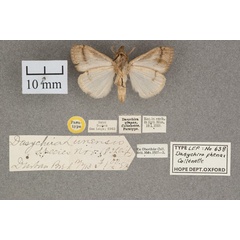 /filer/webapps/moths/media/images/P/phenax_Dasychira_PT_OUMNH_02.jpg