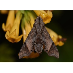 /filer/webapps/moths/media/images/P/pseudopylas_Temnora_AM_Schmit.jpg