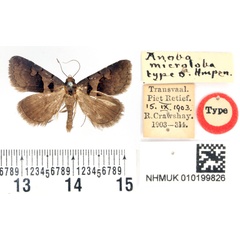 /filer/webapps/moths/media/images/M/microloba_Anoba_HT_BMNH.jpg