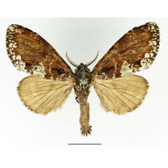 /filer/webapps/moths/media/images/A/argentina_Brachychira_AM_Basquin_04.jpg