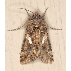 /filer/webapps/moths/media/images/E/exquisita_Thysanoplusia_AM_Heyns_01.jpg