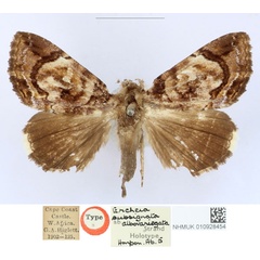 /filer/webapps/moths/media/images/A/albovariegata_Ercheia_HT_BMNH_bJv6KZJ.jpg