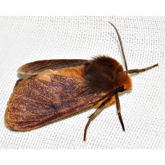 /filer/webapps/moths/media/images/J/jansei_Metarctia_A_Braun_07.jpg