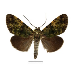 /filer/webapps/moths/media/images/M/mollis_Eudrapa_AM_Basquin.jpg