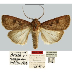 /filer/webapps/moths/media/images/R/radama_Agrotis_HT_MNHN.jpg