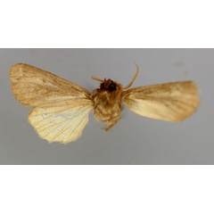 /filer/webapps/moths/media/images/S/scotochroa_Sciomesa_A_RMCA_02.jpg