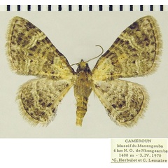 /filer/webapps/moths/media/images/P/peremptata_Mesocolpia_AF_ZSM_02.jpg