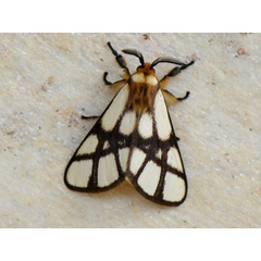 /filer/webapps/moths/media/images/R/reticulata_Anaphe_A_Bowen.jpg