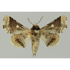 /filer/webapps/moths/media/images/A/amatrix_Eutelia_AF_MNHNb.jpg