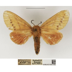 /filer/webapps/moths/media/images/D/diabolus_Closterothrix_AF_NHMUK.jpg