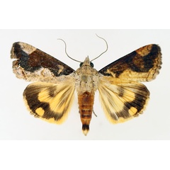 /filer/webapps/moths/media/images/R/rostrata_Hypocala_AM_TMSA_01.jpg