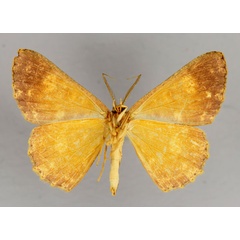 /filer/webapps/moths/media/images/P/poeciloptera_Cyclophora_A_ZSM_02.jpg