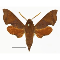 /filer/webapps/moths/media/images/A/argyropeza_Temnora_AM_Basquin_02.jpg