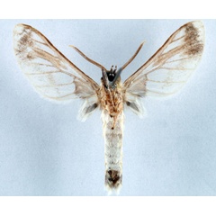 /filer/webapps/moths/media/images/A/angolensis_Neophemula_AM_Ochse_02.jpg