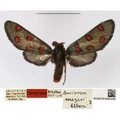 /filer/webapps/moths/media/images/M/meyeri_Arniocera_PTF_NHMUK_02.jpg