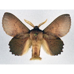 /filer/webapps/moths/media/images/C/cymographa_Stenophatna_AM_NHMO.jpg