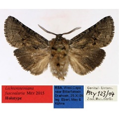 /filer/webapps/moths/media/images/F/fuscoalaria_Lichtensteiniana_HT_TMSA.jpg