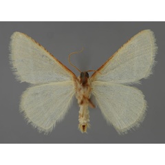 /filer/webapps/moths/media/images/P/picticosta_Neromia_A_ZSM_02.jpg