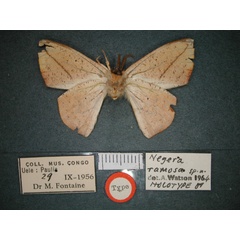 /filer/webapps/moths/media/images/R/ramosa_Negera_HT_RMCA_02.jpg