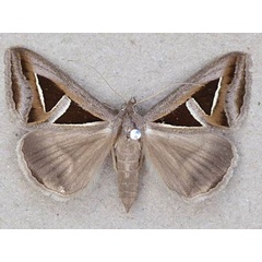 /filer/webapps/moths/media/images/E/exportata_Trigonodes_AF_Butler.jpg